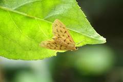 Tabidia obvia
