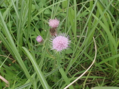 Cirsium japonicum australe