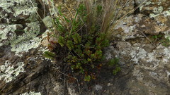 Veronica lavaudiana