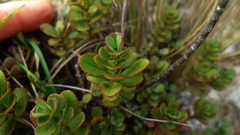 Veronica lavaudiana