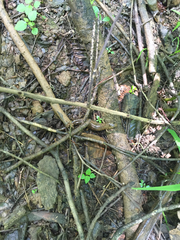 Desmognathus valtos