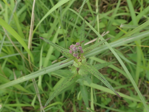 Pterocypsela formosana iNat (3)