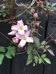 Clematis montana