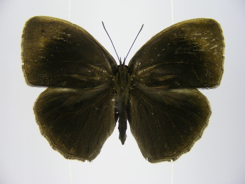 Vulgar Bush Brown