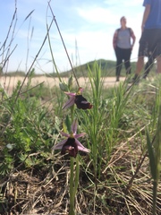 Ophrys bertolonii benacensis