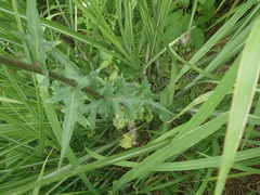 Lactuca formosana