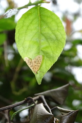 Tabidia obvia