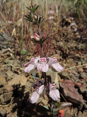 Collinsia tinctoria