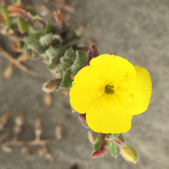 Camissoniopsis cheiranthifolia cheiranthifolia
