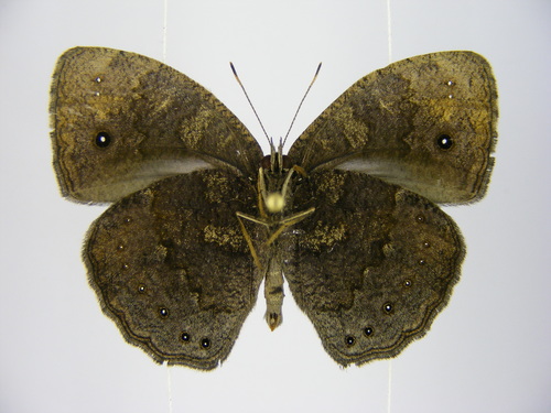 Vulgar Bush Brown