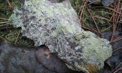 Ramalina glaucescens