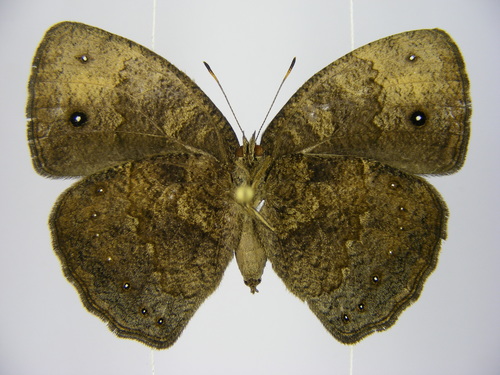 Vulgar Bush Brown