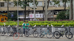 Columba livia domestica