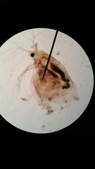 Simocephalus