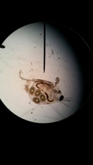 Simocephalus