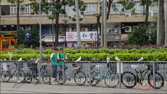 Columba livia domestica