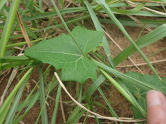 Solena amplexicaulis