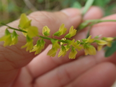 Melilotus suaveolens