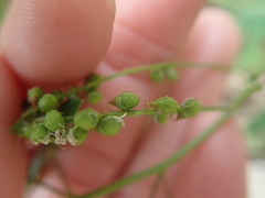 Melilotus suaveolens