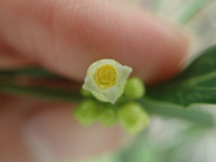 Solena amplexicaulis