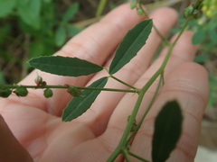 Melilotus suaveolens