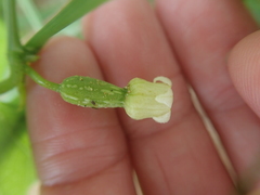 Solena amplexicaulis