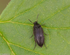 Anaspis rufilabris