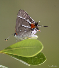 Strymon acis bartrami