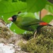 Pink-billed Parrotfinch - Photo (c) Bird Explorers, some rights reserved (CC BY-NC), uploaded by Bird Explorers