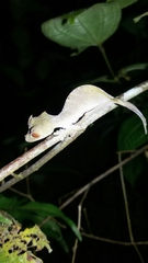 Uroplatus phantasticus