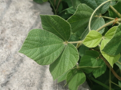 Rhynchosia volubilis