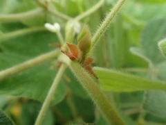 Rhynchosia volubilis