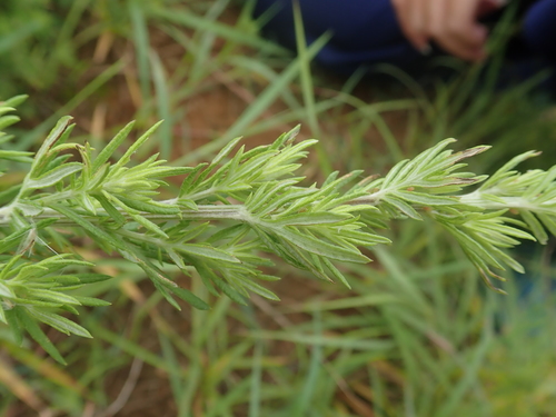 Image of Artemisia lancea by no rights reserved