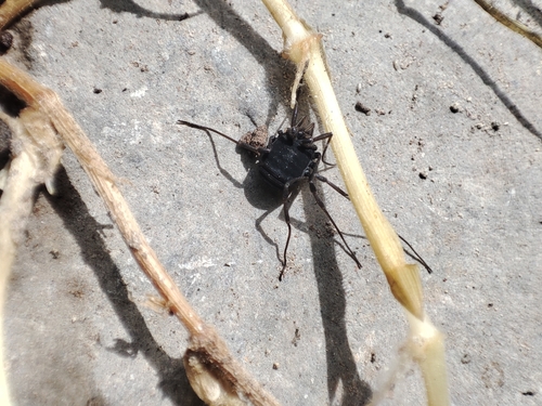 Paranemastoma kalischevskyi