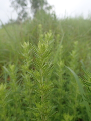 Artemisia lancea