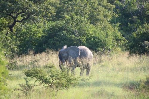 African Savanna Elephant