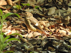 Phoenicurus auroreus