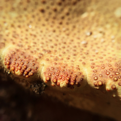 Metacarcinus magister