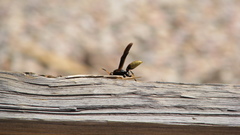 Polistes comanchus navajoe