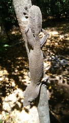 Uroplatus henkeli