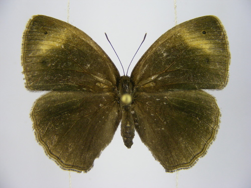 Vulgar Bush Brown