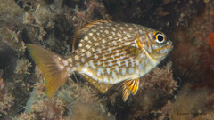 Brassy Chub photo 4