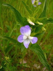 Viola elatior