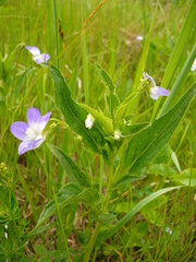 Viola elatior