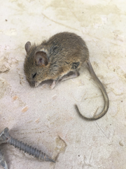 Peromyscus boylii