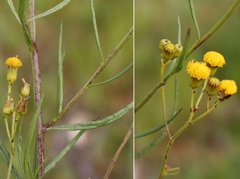 Senecio leptophyllus