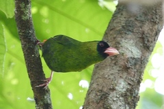 Pink-Billed Parrot-Finch photo 4