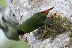 Pink-Billed Parrot-Finch photo 3