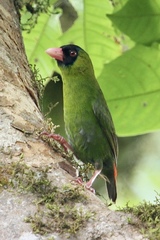 Erythrura kleinschmidti
