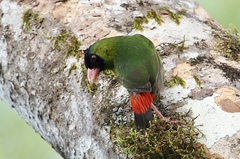 Pink-Billed Parrot-Finch photo 2